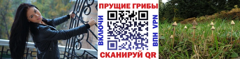 kraken зеркало  цена   Верещагино  площадка клад  Псилоцибиновые грибы Psilocybine cubensis 
